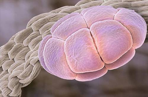 Nezle yapan polen hücreleri 14