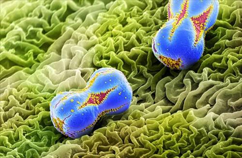 Nezle yapan polen hücreleri 16