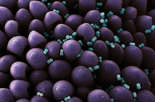 Nezle yapan polen hücreleri 17