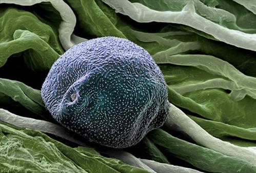 Nezle yapan polen hücreleri 18