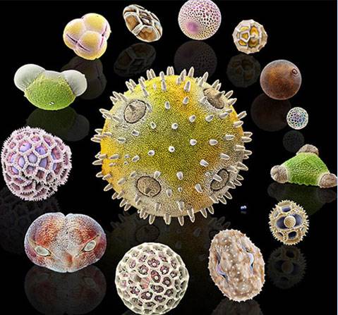 Nezle yapan polen hücreleri 3