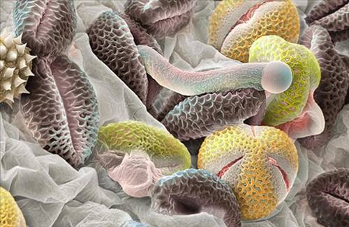 Nezle yapan polen hücreleri 4