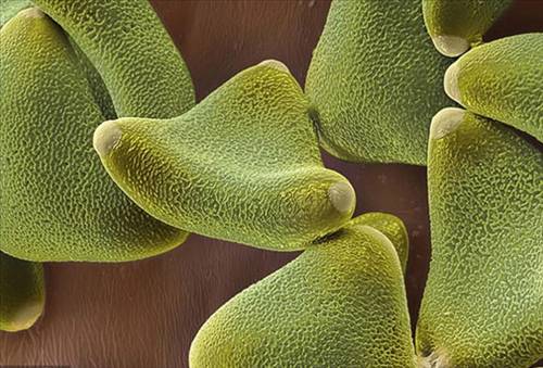 Nezle yapan polen hücreleri 6