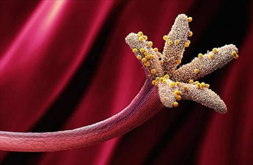 Nezle yapan polen hücreleri 7