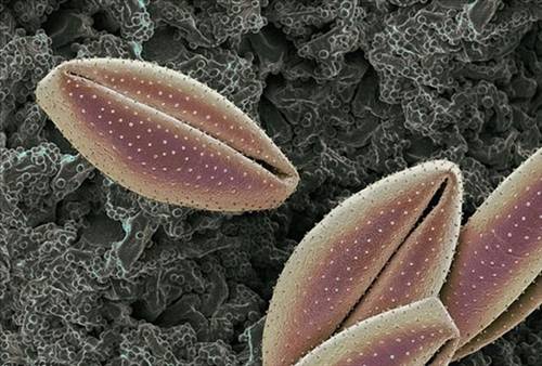 Nezle yapan polen hücreleri 8