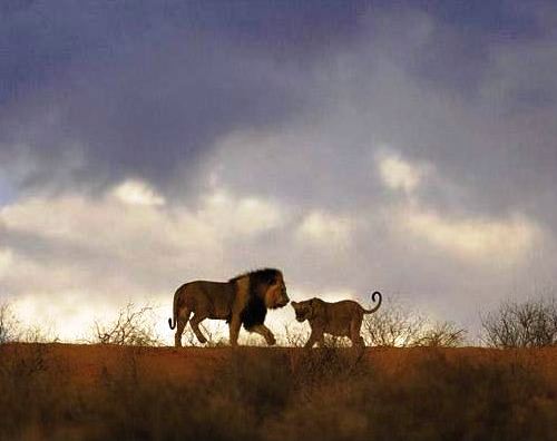 Güney Afrika'nın renkleri 10