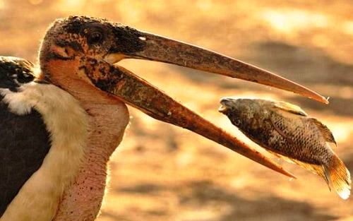 Güney Afrika'nın renkleri 14