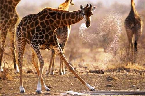 Güney Afrika'nın renkleri 16