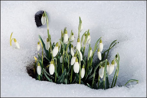 Buzu delip geçen kardelenler 1