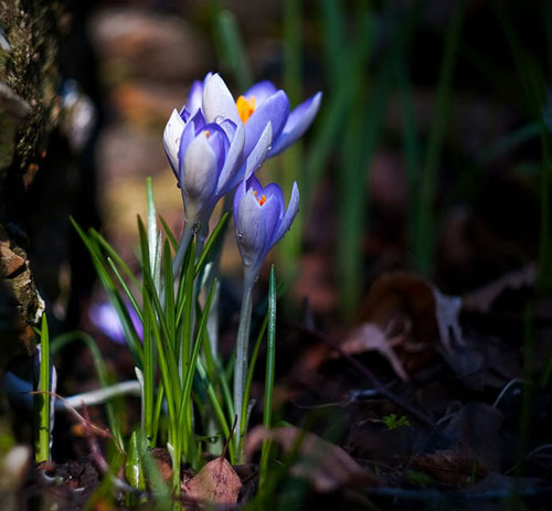 Buzu delip geçen kardelenler 10