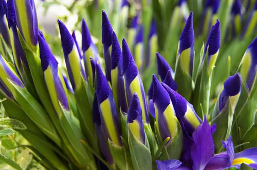 Buzu delip geçen kardelenler 11