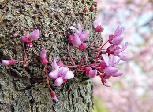 Buzu delip geçen kardelenler 12