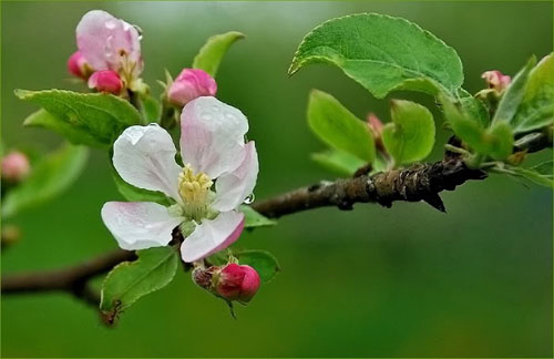 Buzu delip geçen kardelenler 13