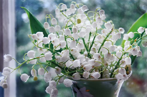 Buzu delip geçen kardelenler 14