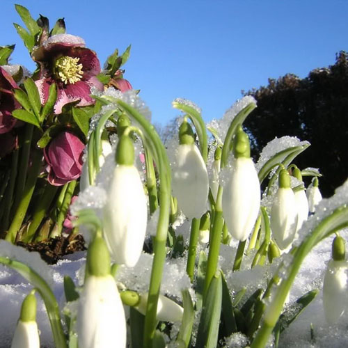 Buzu delip geçen kardelenler 2
