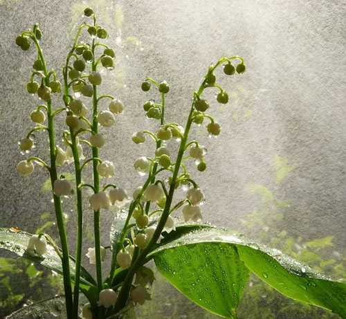 Buzu delip geçen kardelenler 4