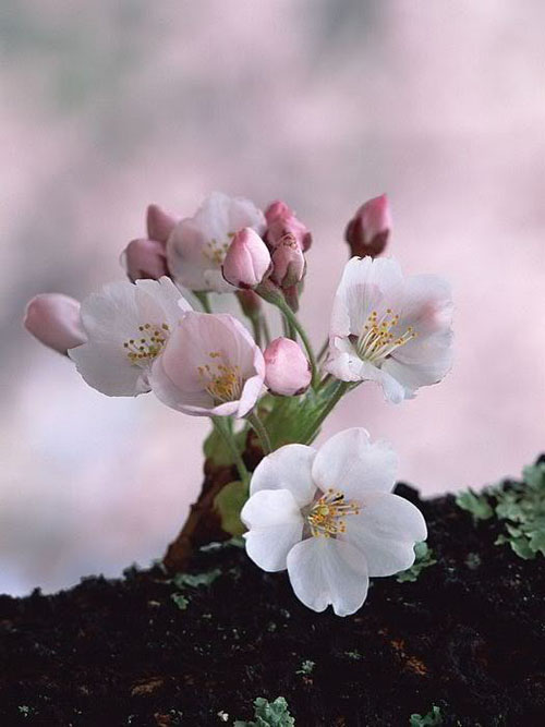 Buzu delip geçen kardelenler 5