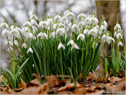 Buzu delip geçen kardelenler 6