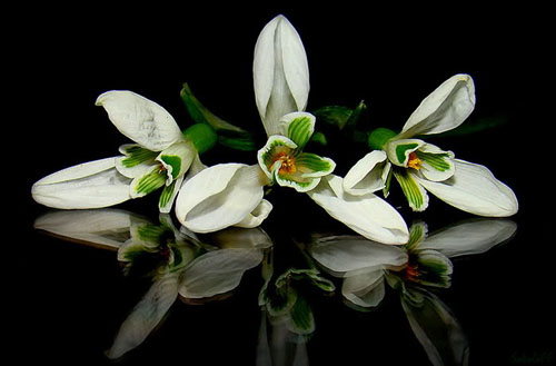 Buzu delip geçen kardelenler 9