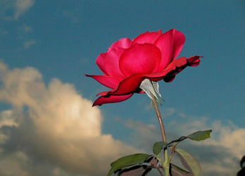 Peygamberimizin son anları