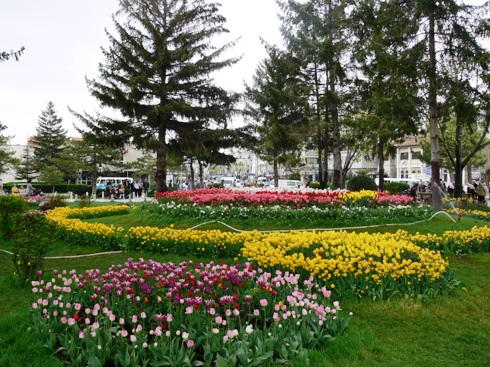 Bunlar da Konya'nın laleleri 10