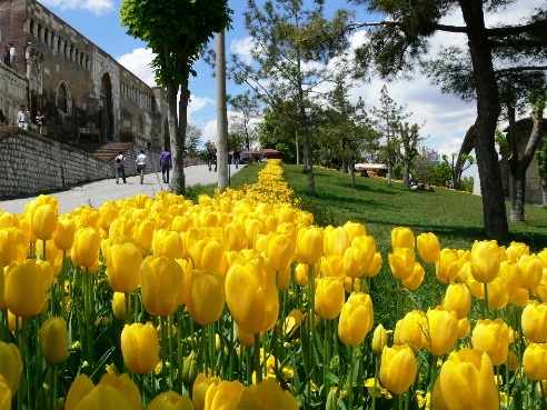 Bunlar da Konya'nın laleleri 16