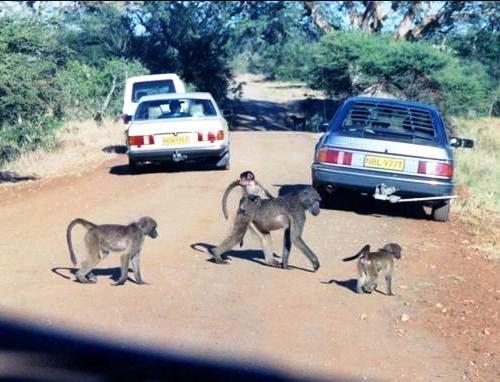 Afrika'nın yolları 16