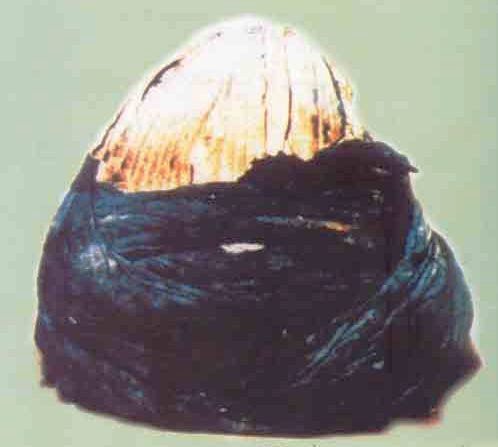 Peygamberimizin Eşyaları 8