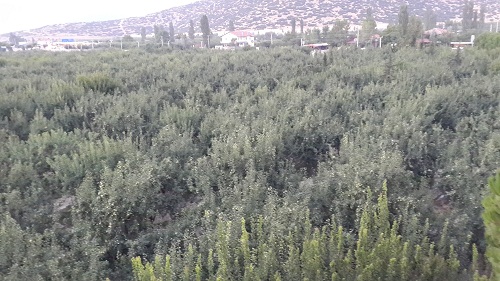 Korkuteli’nde nurani buluşma: Risale-i Nur okuma programı 24