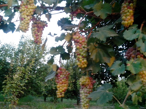 Korkuteli’nde nurani buluşma: Risale-i Nur okuma programı 25