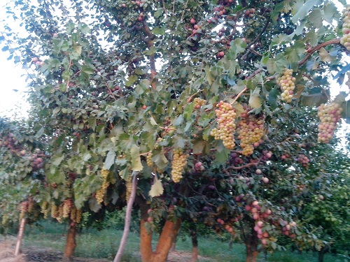 Korkuteli’nde nurani buluşma: Risale-i Nur okuma programı 26