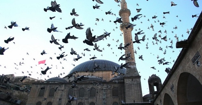 Halep güvercinleri Şanlıurfa'da özgürlüğe kanat çırpıyor 1