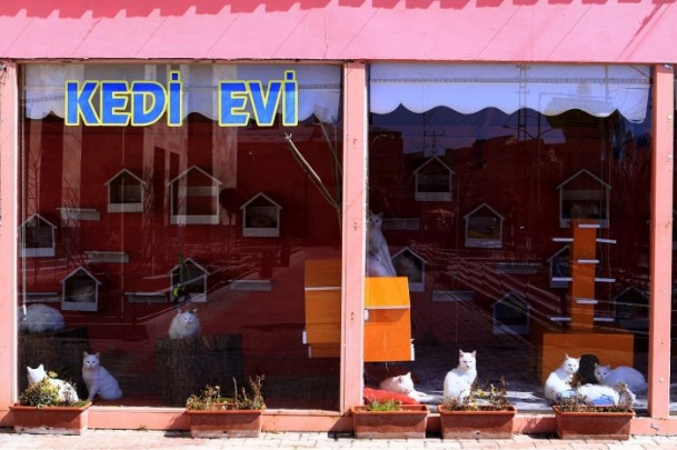 Van kedileri için "özel ev" 7