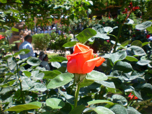Elazığ Bediüzzaman Mevlidi 45