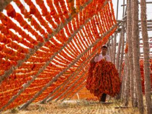 Kurutmalık mevsimi başladı