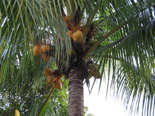 Filipinler ve Malezya 15