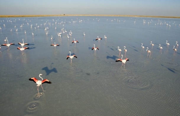 Tuz Gölü'nde flamingo kolonisi 1