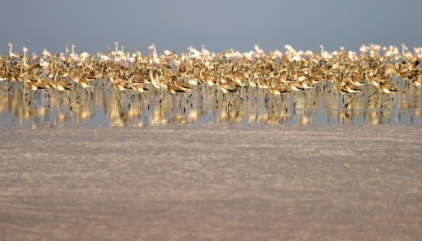 Tuz Gölü'nde flamingo kolonisi 10