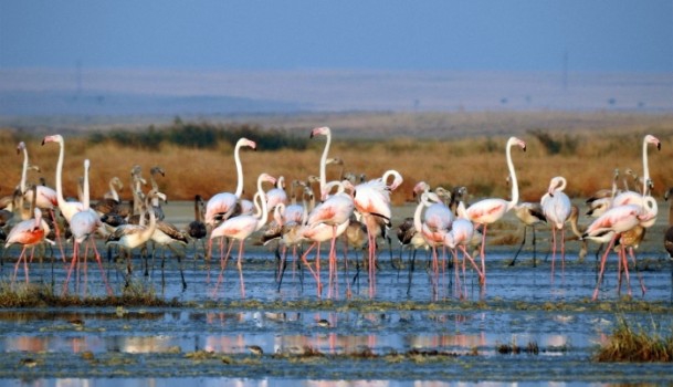 Tuz Gölü'nde flamingo kolonisi 11