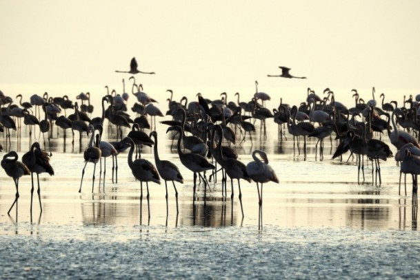Tuz Gölü'nde flamingo kolonisi 12