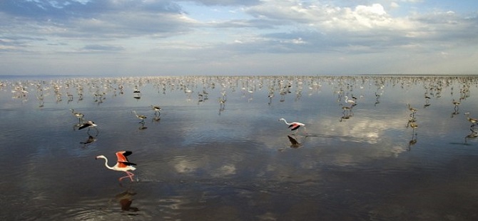 Tuz Gölü'nde flamingo kolonisi 2