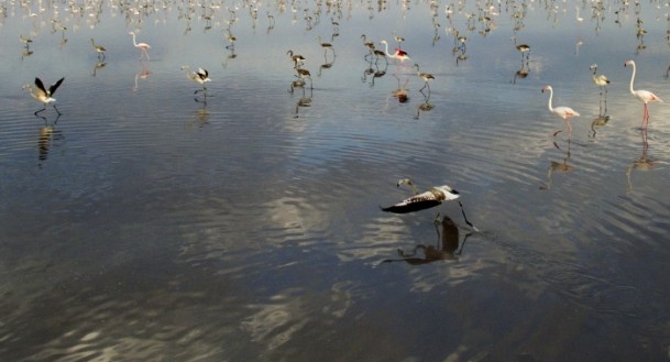 Tuz Gölü'nde flamingo kolonisi 3