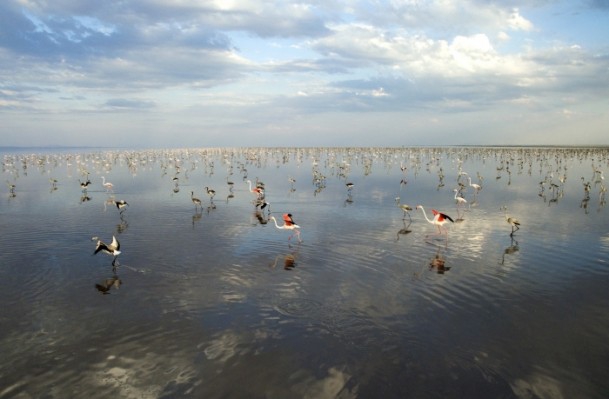 Tuz Gölü'nde flamingo kolonisi 4