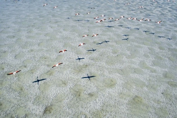 Tuz Gölü'nde flamingo kolonisi 8