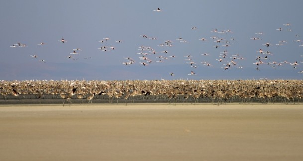 Tuz Gölü'nde flamingo kolonisi 9