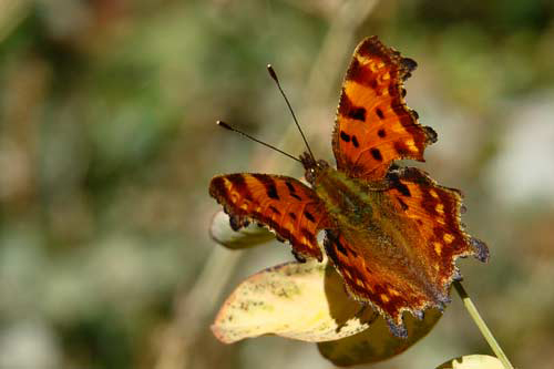 Sanatlı Kelebekler 2