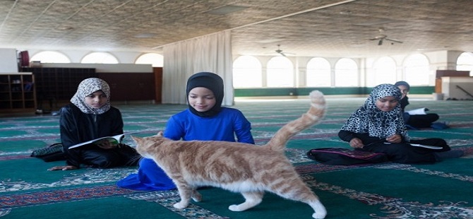 Güney Afrika'daki İslam mirasının temsilcileri: Medreseler 10