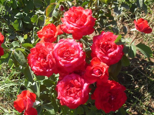 Hazar'da Okuma Programı 12