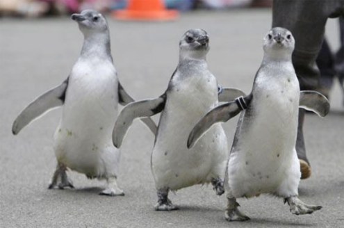 Mezun olan Penguenler 1
