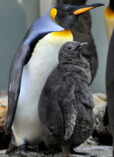 Mezun olan Penguenler 10